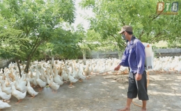 Th&aacute;i Thụy:  Ngăn chặn dịch c&uacute;m gia cầm A/H5N6 l&acirc;y lan ra diện rộng