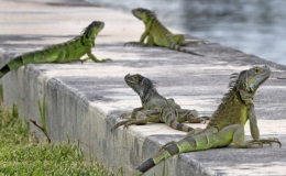 H&agrave;ng ngh&igrave;n con cự đ&agrave; g&acirc;y họa cho Florida, Mỹ
