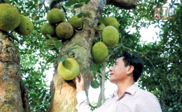 Đ&ocirc;ng Giang: C&acirc;y m&iacute;t cổ độc nhất v&ocirc; nhị