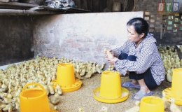 C&ugrave;ng người chăn nu&ocirc;i lợn vượt qua kh&oacute; khăn