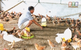 Vũ Thư chủ động ph&ograve;ng, chống dịch c&uacute;m gia cầm