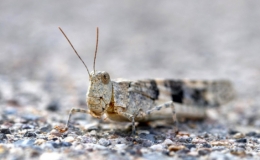 Mỹ: H&agrave;ng ngh&igrave;n con ch&acirc;u chấu "tấn c&ocirc;ng" Las Vegas