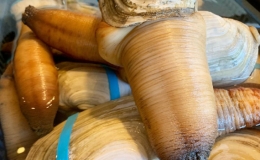 Bọ biển, ốc v&ograve;i voi v&agrave; c&aacute;c hải sản c&oacute; vẻ ngo&agrave;i kỳ lạ, gi&aacute; đắt đỏ