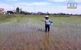 Chăm s&oacute;c, bảo vệ l&uacute;a m&ugrave;a