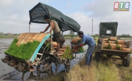 Cơ bản ho&agrave;n th&agrave;nh gieo cấy l&uacute;a m&ugrave;a