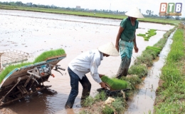 Hợp lực &ldquo;x&oacute;a&rdquo; ruộng hoang