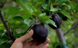 Loại t&aacute;o đen qu&yacute; hiếm trồng  ở độ cao hơn 3.000 m