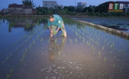 N&ocirc;ng d&acirc;n huyện Đ&ocirc;ng Hưng: Cấy đ&ecirc;m v&agrave; s&aacute;ng sớm để tr&aacute;nh nắng n&oacute;ng