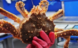 Sashimi cua ho&agrave;ng đế được chế biến như thế n&agrave;o?