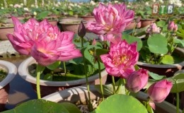  Sen v&agrave;o m&ugrave;a, rực rỡ khoe sắc