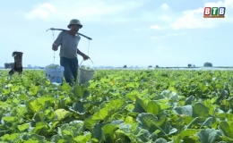 Song An: Thất thu từ 4-5 tỷ đồng/vụ dưa h&egrave;