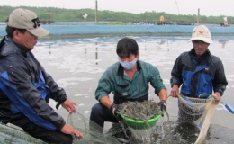 Tăng cường kiểm so&aacute;t giống t&ocirc;m nước lợ