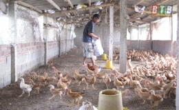 Th&aacute;i Thụy: Tổng đ&agrave;n tr&acirc;u, b&ograve; tăng 4,41%