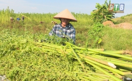 Triển vọng từ trồng đay tr&ecirc;n đất hoang h&oacute;a