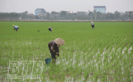 960ha l&uacute;a m&ugrave;a ảnh hưởng do mưa