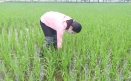 Cảnh gi&aacute;c với l&uacute;a cỏ