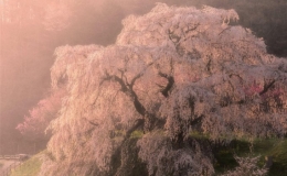 C&acirc;y anh đ&agrave;o 300 tuổi ở Nhật Bản