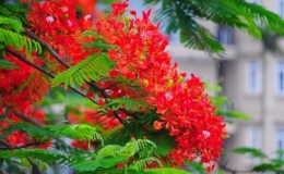 Dự b&aacute;o thời tiết phục vụ Kỳ thi tốt nghiệp PTTH năm 2021 khu vực  tỉnh Th&aacute;i B&igrave;nh (Từ ng&agrave;y 03 đến ng&agrave;y 09/7 năm 2021)