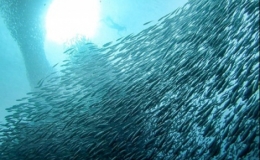 H&agrave;ng triệu con c&aacute; m&ograve;i di cư về phương Bắc