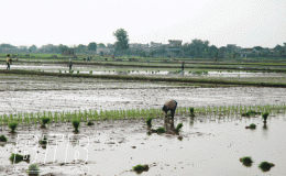 Kiến Xương: Đ&atilde; gieo cấy gần 7 ngh&igrave;n ha l&uacute;a m&ugrave;a