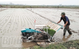 Kiến Xương: Mở rộng diện t&iacute;ch cấy bằng m&aacute;y