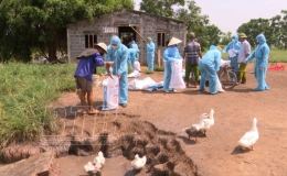 Kiến Xương: Triển khai c&aacute;c biện ph&aacute;p ph&ograve;ng, chống dịch bệnh c&uacute;m gia cầm