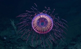 Lo&agrave;i sứa rực rỡ như ph&aacute;o hoa, sống ở độ s&acirc;u 1.200 m