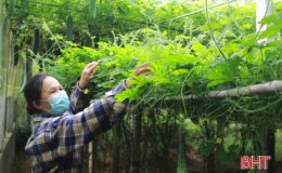 Phụ nữ Can Lộc (H&agrave; Tĩnh) g&oacute;p sức x&acirc;y dựng huyện n&ocirc;ng th&ocirc;n mới n&acirc;ng cao