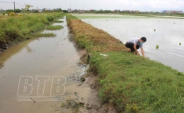 Th&aacute;i Thụy: Chủ động ph&ograve;ng, chống ngập &uacute;ng cho 13.500ha l&uacute;a m&ugrave;a mới cấy