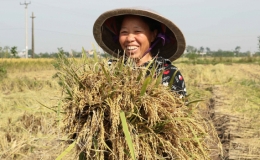 Thực hiện m&ocirc; h&igrave;nh th&iacute; điểm n&acirc;ng cao gi&aacute; trị sản xuất l&uacute;a đặc sản