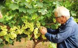 Israel giới thiệu m&ocirc; h&igrave;nh tưới nước 4.0 cho trang trại nho