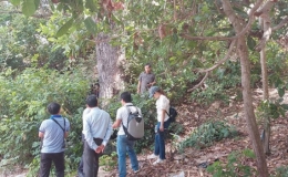 Nguy cơ mất c&acirc;y đặc hữu chai l&aacute; cong của Việt Nam