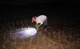 N&ocirc;ng d&acirc;n Hưng H&agrave;: Cấy đ&ecirc;m tr&aacute;nh nắng n&oacute;ng