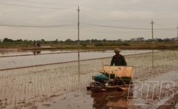 N&ocirc;ng d&acirc;n huyện Đ&ocirc;ng Hưng xuống đồng cấy l&uacute;a m&ugrave;a
