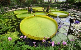 Ph&aacute;t hiện lo&agrave;i hoa s&uacute;ng khổng lồ mới tại Anh