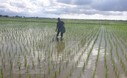 Quỳnh Phụ: Tập trung chăm s&oacute;c l&uacute;a m&ugrave;a