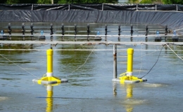 Startup Việt l&agrave;m thiết bị cảnh b&aacute;o m&ocirc;i trường ao nu&ocirc;i t&ocirc;m