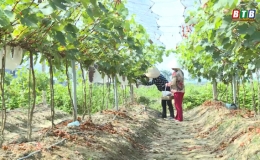 Triển vọng từ c&acirc;y nho hạ đen