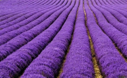 Đến Hy Lạp ngắm c&aacute;nh đồng hoa oải hương t&iacute;m ng&uacute;t ng&agrave;n