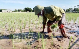 Duy Nhất: Gần 50% diện t&iacute;ch l&uacute;a m&ugrave;a gieo cấy l&uacute;a nếp Bể