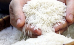 Gi&aacute; gạo xuất khẩu từ Việt Nam, Th&aacute;i Lan cao nhất trong hơn một thập kỷ