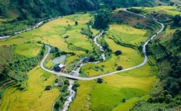 M&ecirc; mẩn m&ugrave;a l&uacute;a v&agrave;ng ở thung lũng Nậm Cang