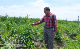 N&ocirc;ng d&acirc;n x&atilde; Ch&iacute; H&ograve;a: L&agrave;m gi&agrave;u từ v&ugrave;ng chuyển đổi