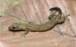 Ph&aacute;t hiện lo&agrave;i tắc k&egrave; dẹp mới tại Vườn quốc gia C&aacute;t Ti&ecirc;n