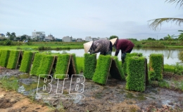 Tăng cường c&aacute;c biện ph&aacute;p chăm s&oacute;c, bảo vệ l&uacute;a m&ugrave;a trong thời tiết nắng n&oacute;ng