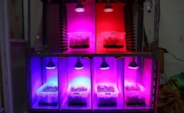 Thiết bị chiếu s&aacute;ng k&iacute;ch th&iacute;ch rau mầm lớn nhanh