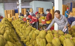 Xuất khẩu rau quả 6 th&aacute;ng đầu năm 2023 gần bằng cả năm 2022