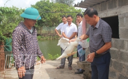 Nghiệm thu m&ocirc; h&igrave;nh chăn nu&ocirc;i ngan thương phẩm &aacute;p dụng c&aacute;c biện ph&aacute;p chăn nu&ocirc;i an to&agrave;n sinh học