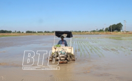 To&agrave;n tỉnh đ&atilde; gieo cấy tr&ecirc;n 57.200ha l&uacute;a m&ugrave;a