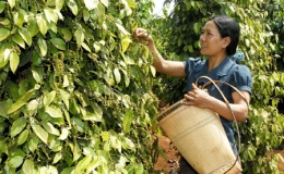 Kim ngạch xuất khẩu n&ocirc;ng - l&acirc;m - thủy sản đạt tr&ecirc;n 15 tỷ USD